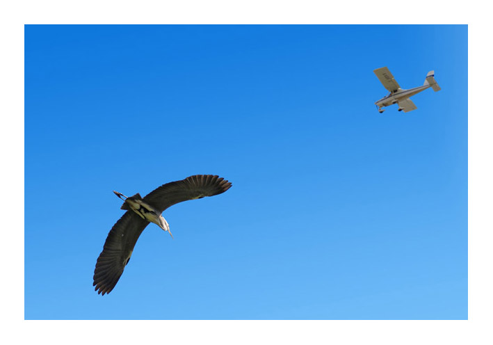 Avifauna humor